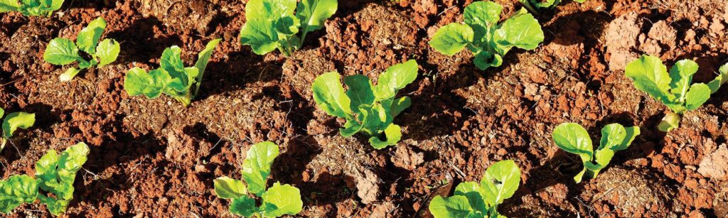 Little plants growing in ground