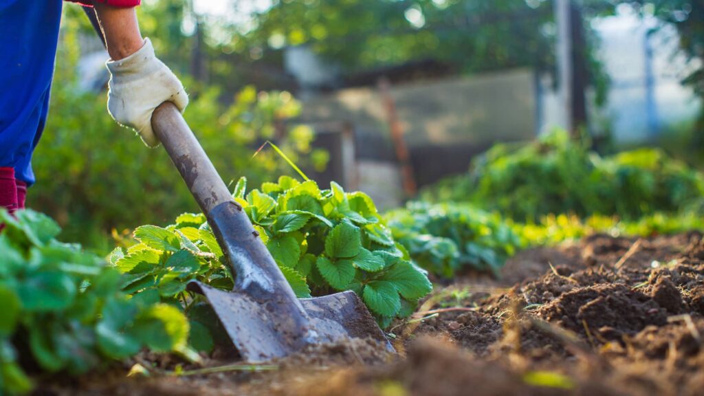 Gardner digging in soil